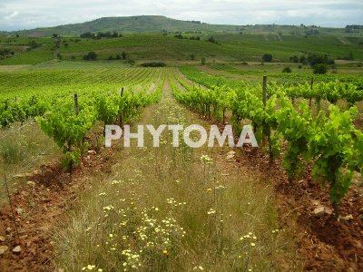 Cubiertas vegetales en viñedo ecológico 